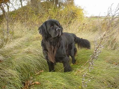 Newfoundlænder Bongo...... R.I.P - Min ejer syntes åbenbart jeg skulle ha taget billeder, og så må man jo gøre som han siger. billede 2