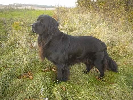 Newfoundlænder Bongo...... R.I.P - Her er så den anden side af mig... Ja jeg ved det godt... Jeg ER lækker... billede 3