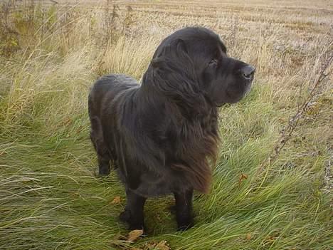 Newfoundlænder Bongo...... R.I.P - Holder lige øje med naboen... :) billede 4