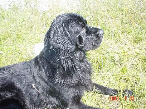 Newfoundlænder Bongo...... R.I.P - Sol er altid rart...  billede 5