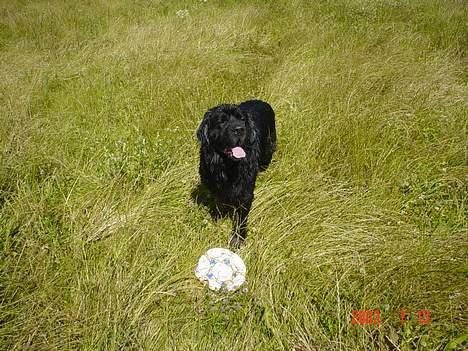 Newfoundlænder Bongo...... R.I.P - Tør du ta´ bolden? billede 6