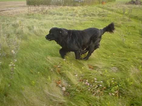Newfoundlænder Bongo...... R.I.P - De siger jeg næsten aldrig løber... Det passer ikke... :) billede 7