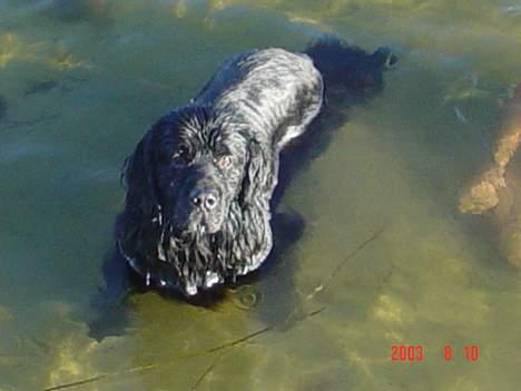 Newfoundlænder Bongo...... R.I.P - Jeg er meget glad for vand... Hvad glor du på? billede 8