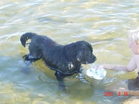 Newfoundlænder Bongo...... R.I.P - Her er jeg med min bedste ven.... min bold.. billede 9
