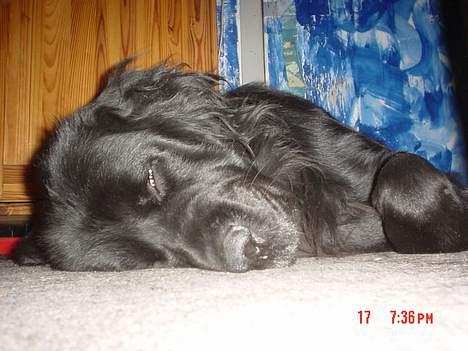 Newfoundlænder Bongo...... R.I.P - Her er det jeg er bedst til... sove... billede 10