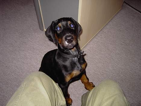 Dobermann Raphael`s Enigma billede 2