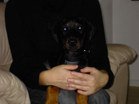 Dobermann Raphael`s Enigma billede 3