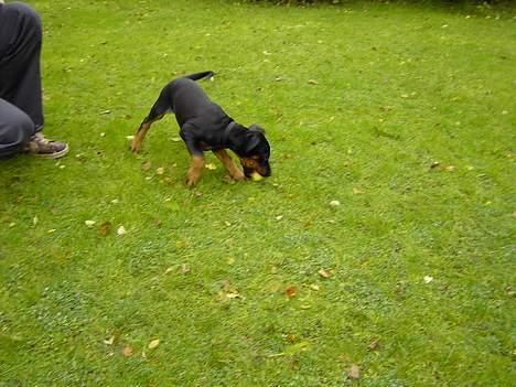 Dobermann Raphael`s Enigma billede 4