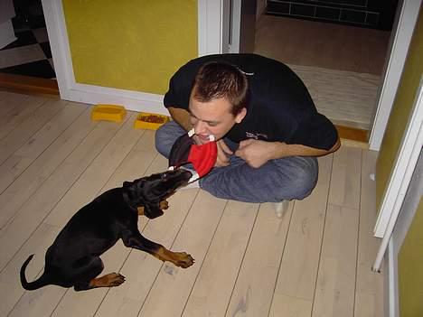 Dobermann Raphael`s Enigma billede 5