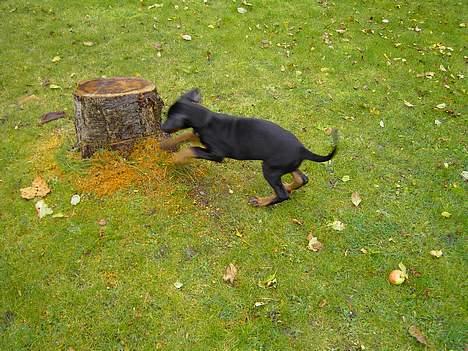 Dobermann Raphael`s Enigma billede 6