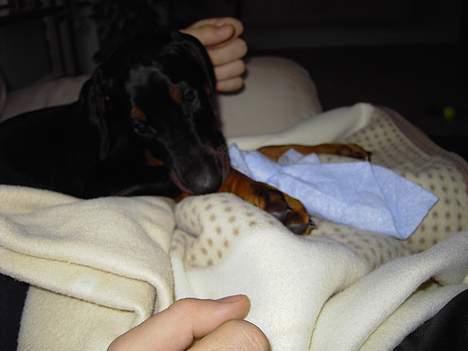 Dobermann Raphael`s Enigma billede 7