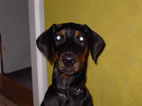 Dobermann Raphael`s Enigma billede 8