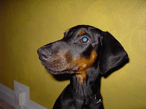 Dobermann Raphael`s Enigma billede 9
