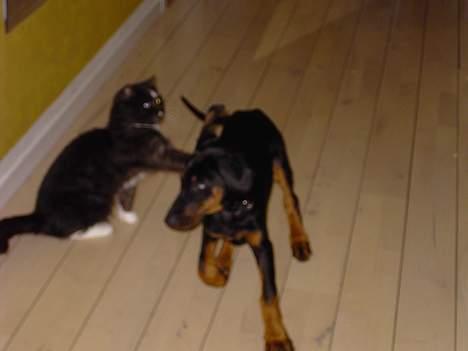 Dobermann Raphael`s Enigma billede 10