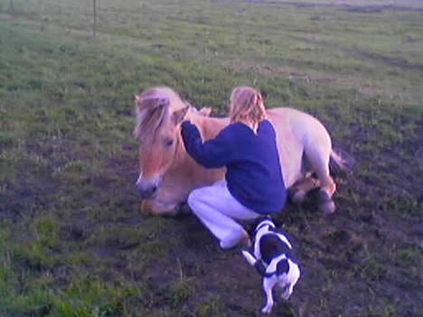 Dansk svensk gaardhund Malte.... - jeg tør da godt nærme mig en hest... når bare den ligger ned..!!! billede 3