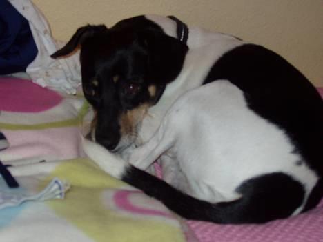 Dansk svensk gaardhund Malte.... - putte putte putte........ billede 4