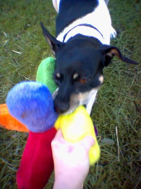 Dansk svensk gaardhund Malte.... - giv mig den nu bare... du ved jo jeg får den til sidst....   c",) billede 5