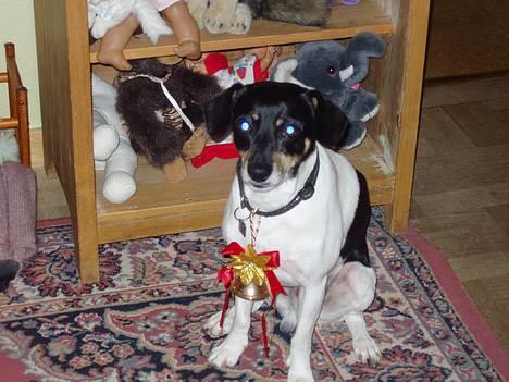 Dansk svensk gaardhund Malte.... - her er så lille malte klar til julen.. billede 6