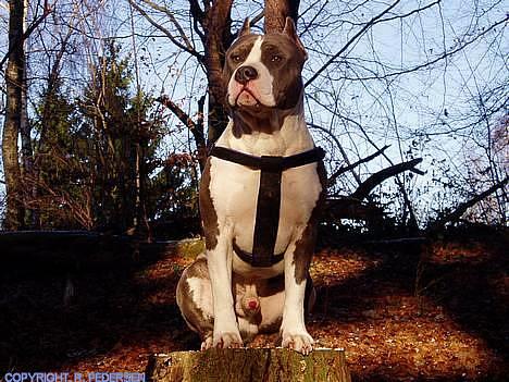 Amerikansk staffordshire terrier Gang-staff FunFun (R.I.P) - Man står gerne model, især hvis man får godbidder! billede 1