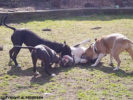 Amerikansk staffordshire terrier Gang-staff FunFun (R.I.P) - Boris får klø af tøserne!!! billede 3