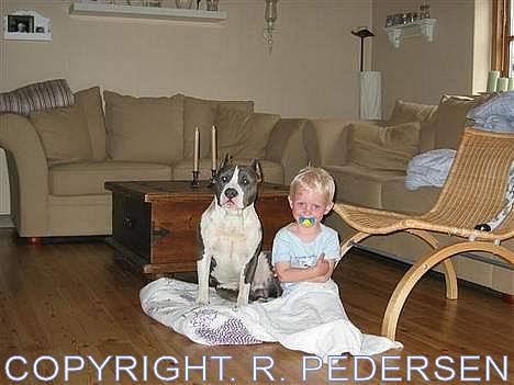 Amerikansk staffordshire terrier Gang-staff FunFun (R.I.P) - Bedste venner billede 4