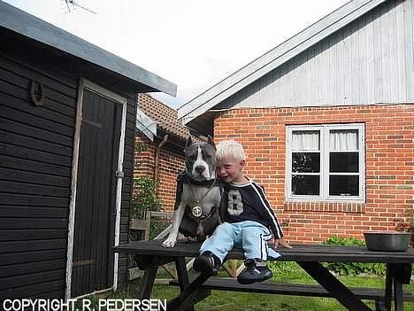 Amerikansk staffordshire terrier Gang-staff FunFun (R.I.P) - bedste venner billede 6