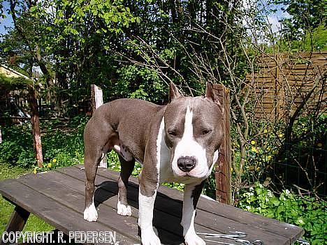 Amerikansk staffordshire terrier Gang-staff FunFun (R.I.P) billede 7