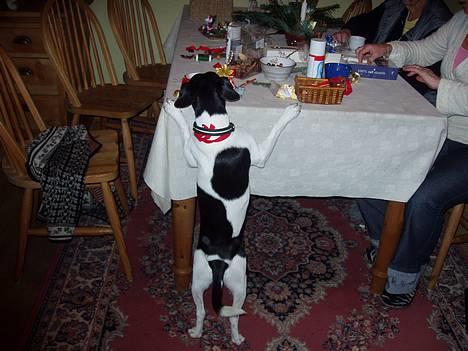 Dansk svensk gaardhund Malte.... - hvad har de så af spændende ting her oppe...???? billede 9