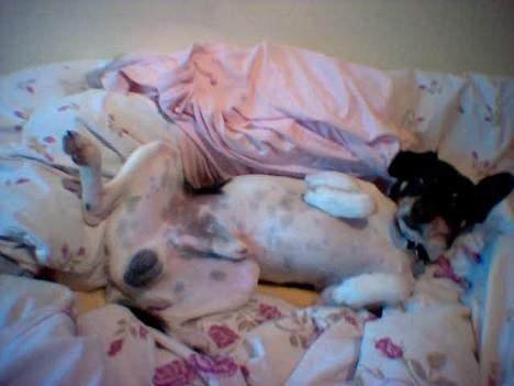Dansk svensk gaardhund Malte.... - det her er noget af det bedste..!!!     c",) billede 10