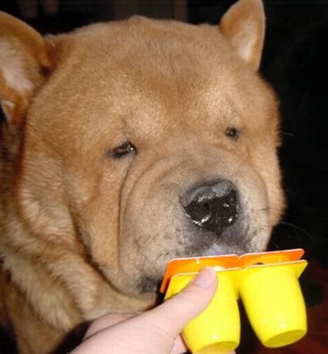 Chow chow Balou - øv det er kun rester billede 8