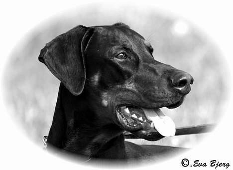 Dobermann Jotunheim Winge*  billede 2