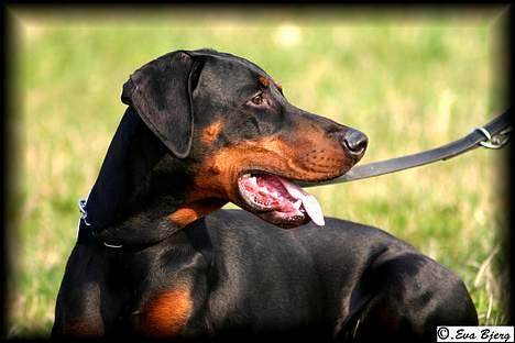 Dobermann Jotunheim Winge*  billede 3