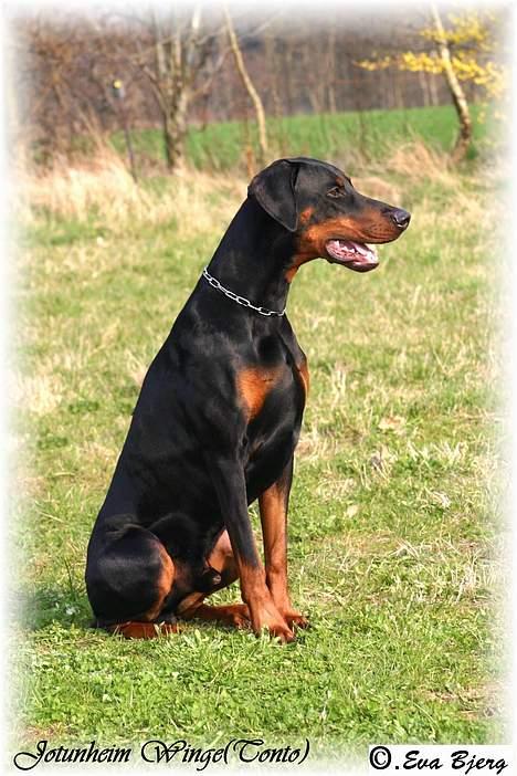 Dobermann Jotunheim Winge*  billede 4