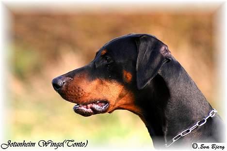 Dobermann Jotunheim Winge*  billede 5
