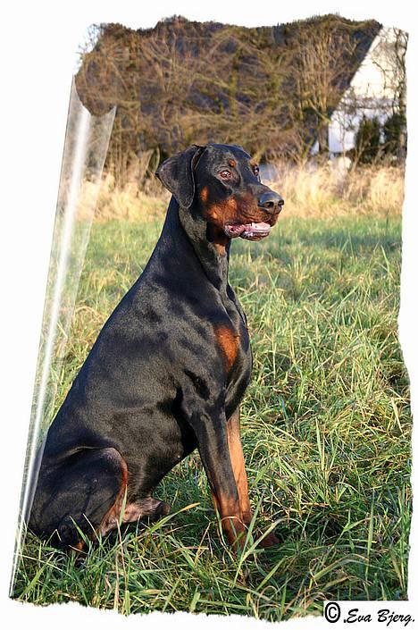 Dobermann Jotunheim Winge*  billede 6