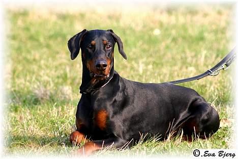 Dobermann Jotunheim Winge*  billede 7