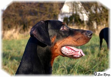 Dobermann Jotunheim Winge*  billede 8