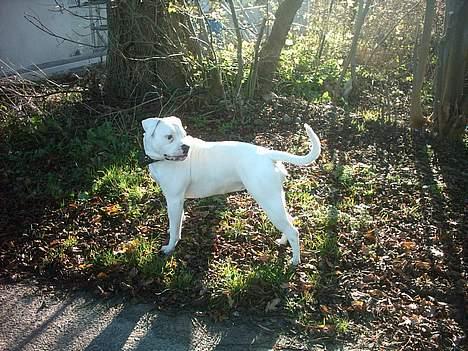 Amerikansk bulldog Wakisa billede 10