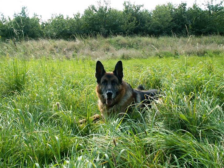 Schæferhund Nemo 2/3-97 - 22/9-07 - I skoven NYT 24/9 billede 5