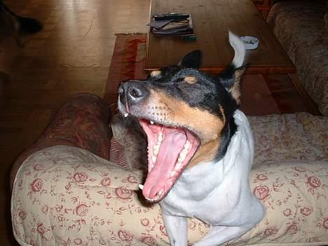 Dansk svensk gaardhund arki billede 8