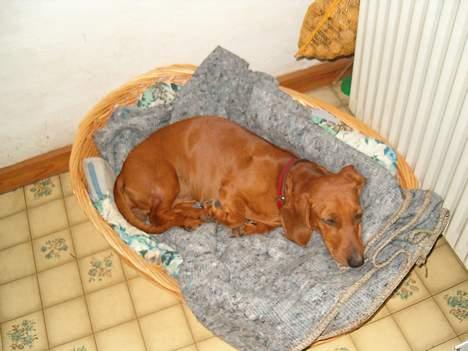 Gravhund Berta *R*I*P*  2007 billede 10