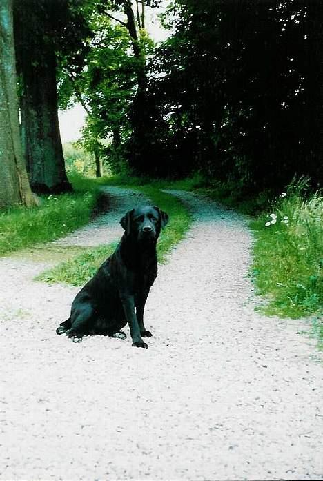 Labrador retriever Funny tims Heros død - Det nyeste billede billede 7