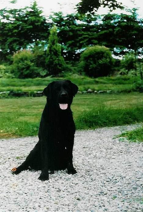 Labrador retriever Funny tims Heros død billede 8