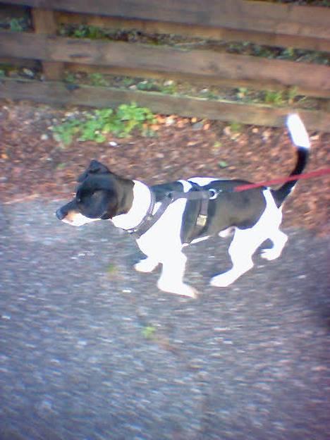 Dansk svensk gaardhund Malte.... - her er han så ude og gå tur.... billede 2