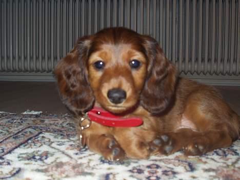 Gravhund Lady - Lady som ligger og kigger. Her er hun 8 uger og 1 dag gammel. billede 5