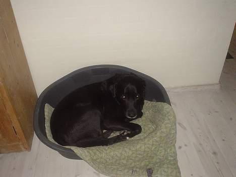 Labrador retriever konrad billede 1