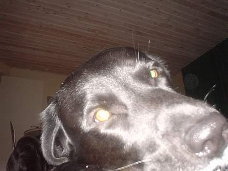 Labrador retriever konrad billede 2