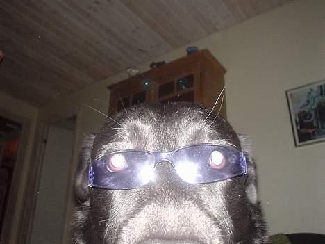 Labrador retriever konrad billede 3