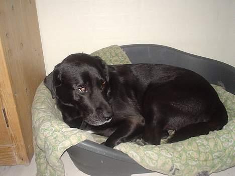 Labrador retriever konrad billede 4