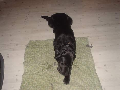 Labrador retriever konrad billede 5